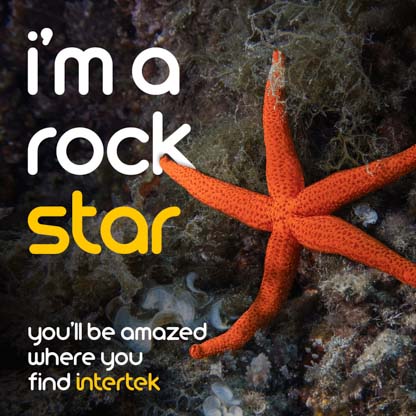 A starfish under the ocean